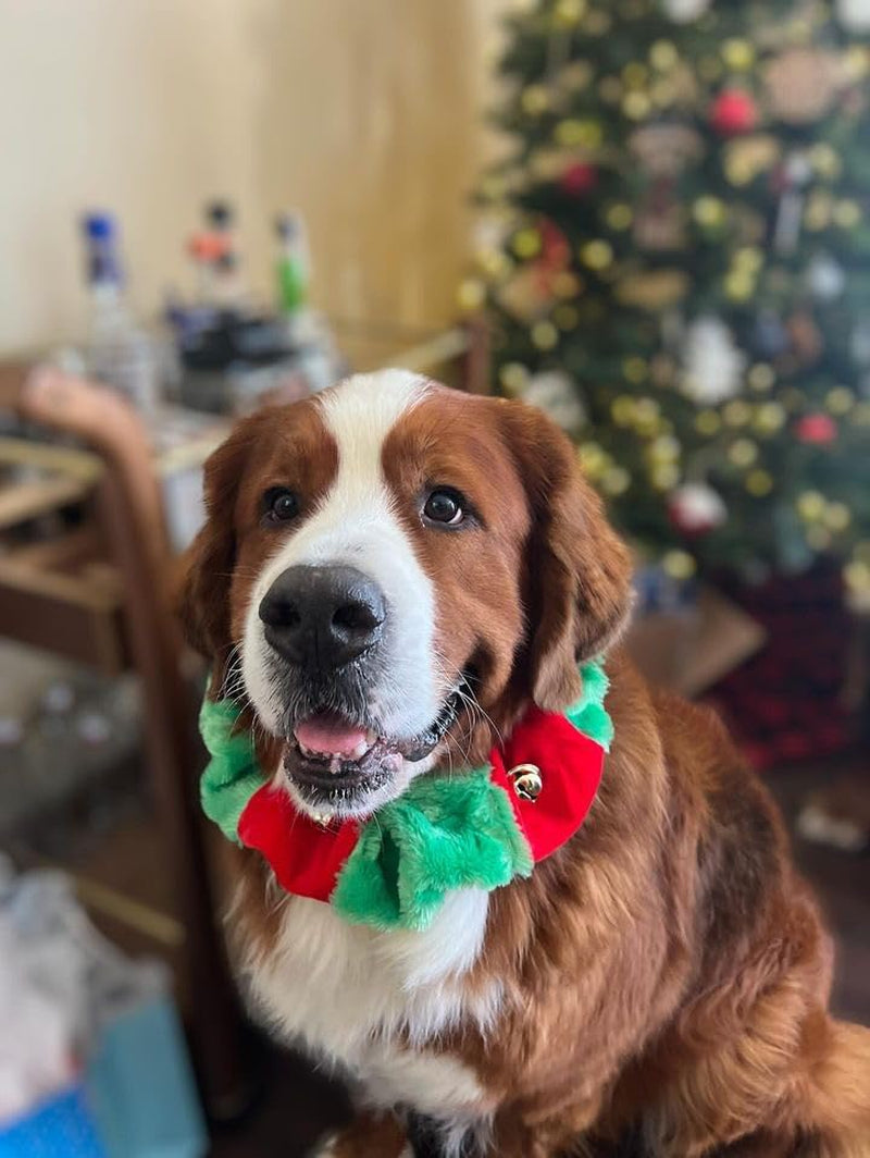 Red/Green Christmas Plush Bell Collar (Small)