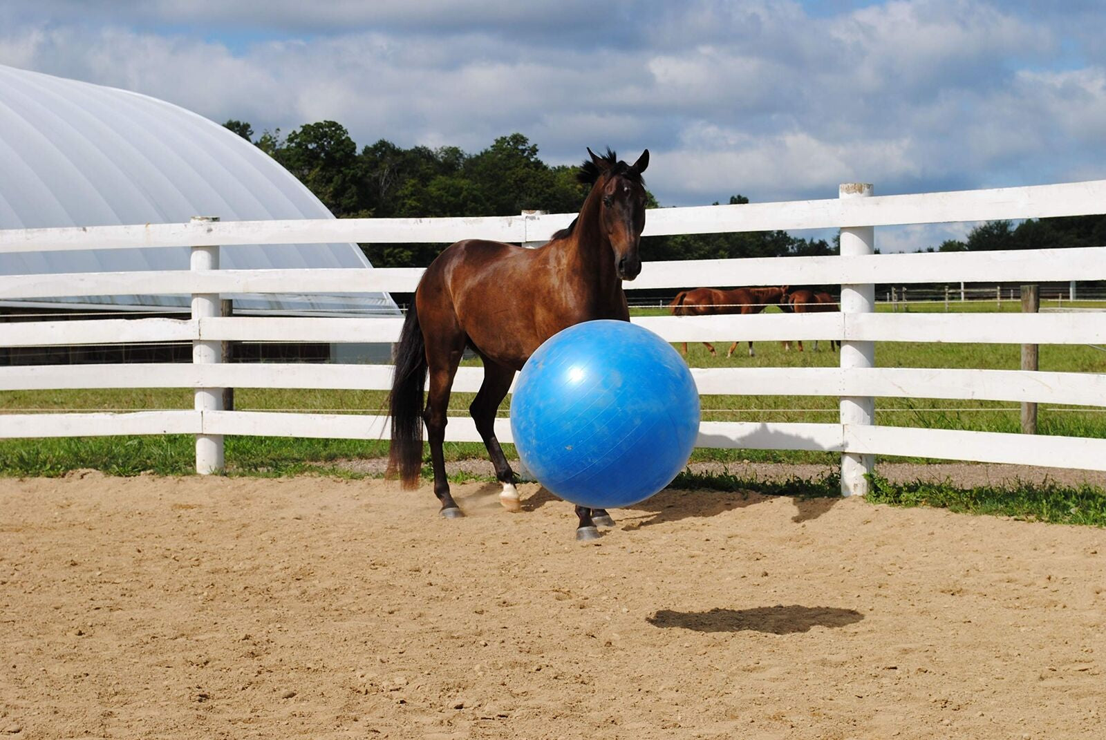 Horsemen'S Pride 30-Inch Mega Ball for Horses, Blue