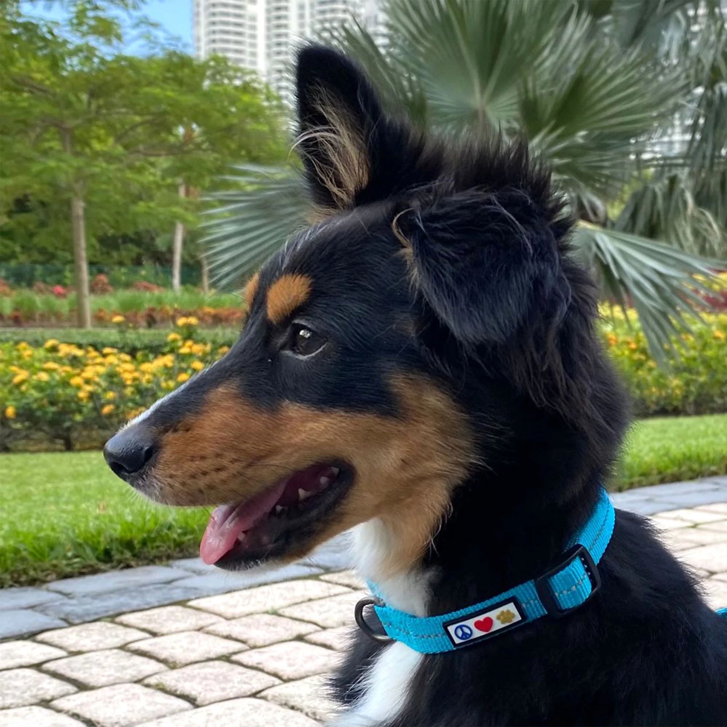 Recycled Dog Collar with Reflective Puppy Collar Small Coral